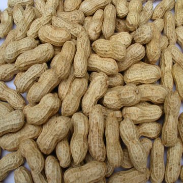 peanut kernel for butter