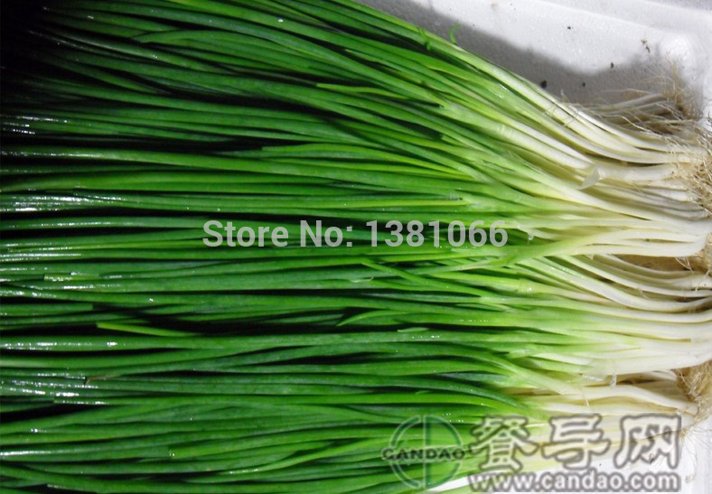 Four Seasons scallions chive - 100 seeds